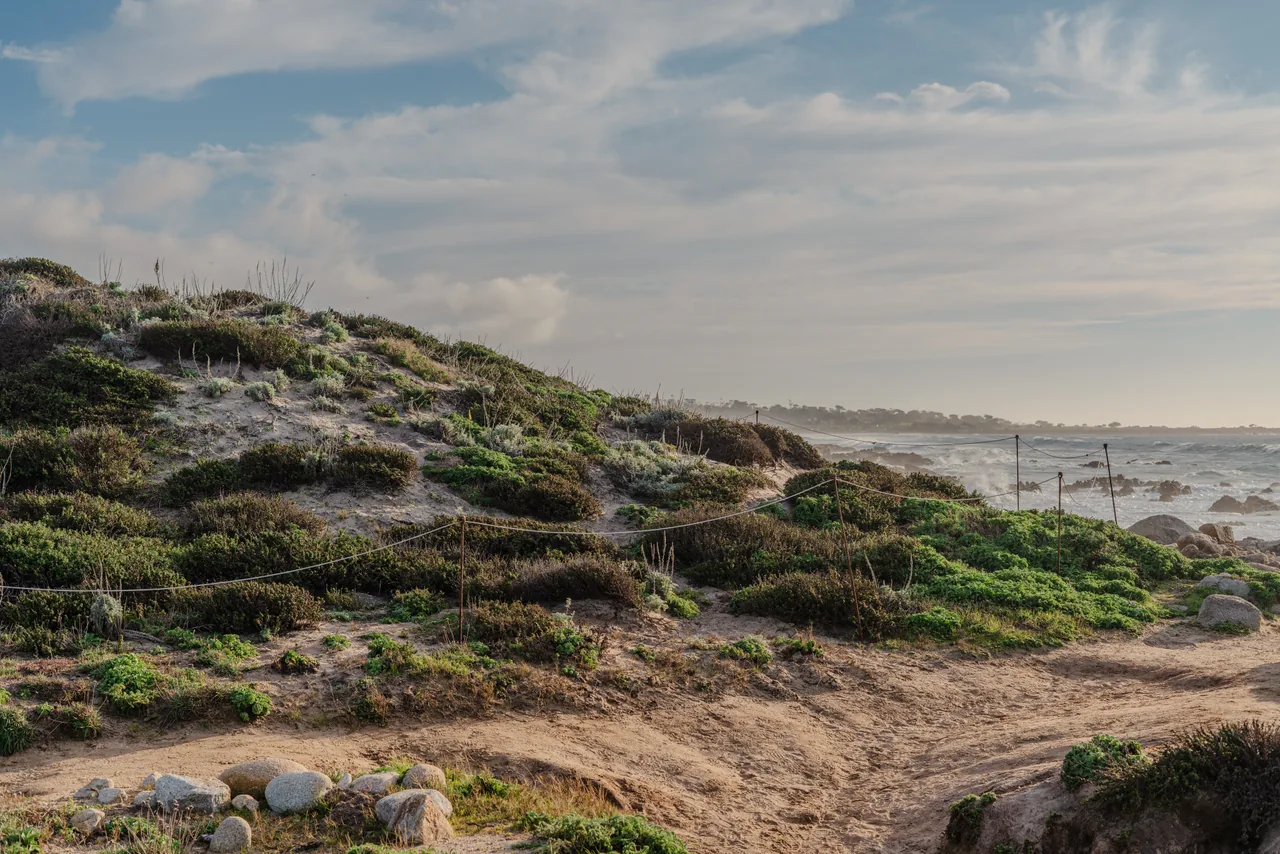 A sandy path through low coastal plants beside the ocean.