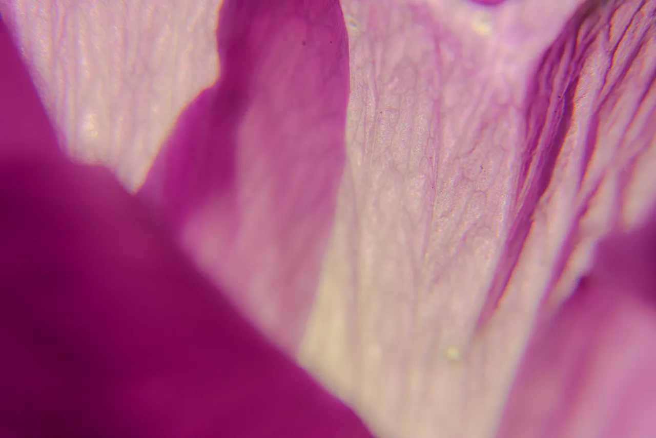 An extreme close-up of translucent pink flower petals.