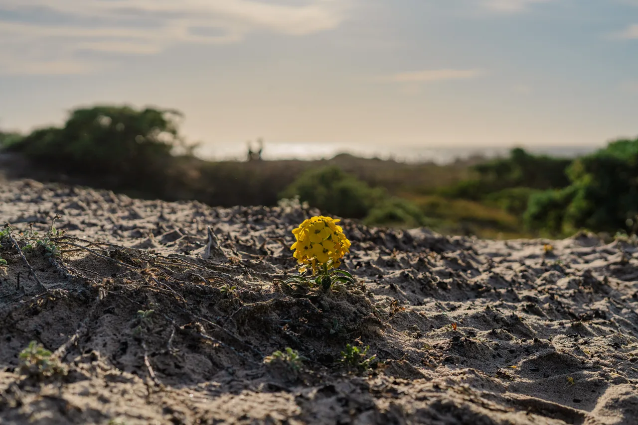 A small yellow wildflower growing in coastal sand.